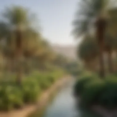 The lush oasis of Al Ain showcasing palm trees